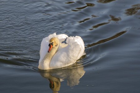 Animal aquatic bird avian photo