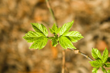 Green plant photo