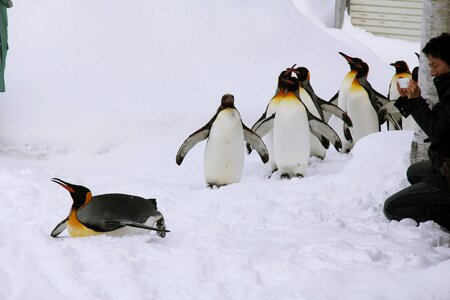Penguins Walk in Asahiyama Zoo photo