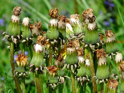 Faded taraxacum sect ruderalia dandelion