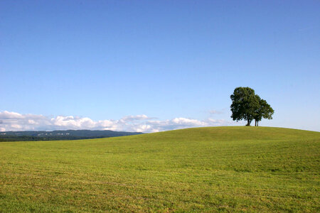 Green meadow with tree landscape photo