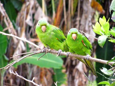 Bird tropical birds birdie photo