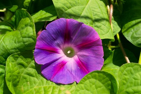 Summer purple flowers purple