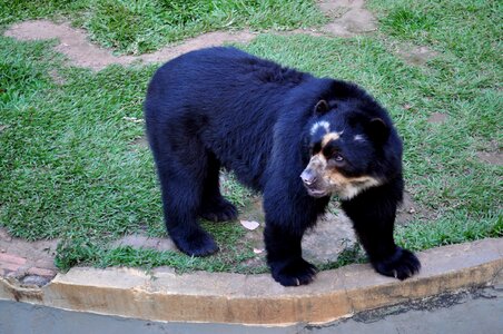 Bear black zoo
