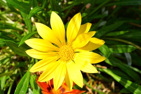 Flower yellow summer photo