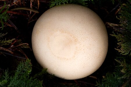 Globose weisslig mushroom photo