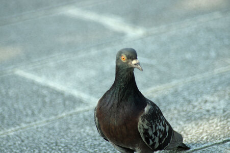2 Ducka drake