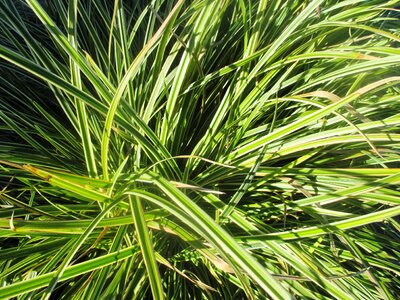 Shrub garden green