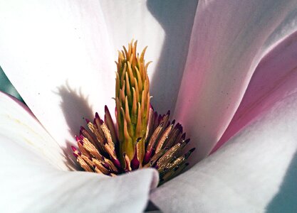 Blooming blossom flora