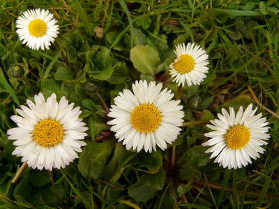 Garden composites white
