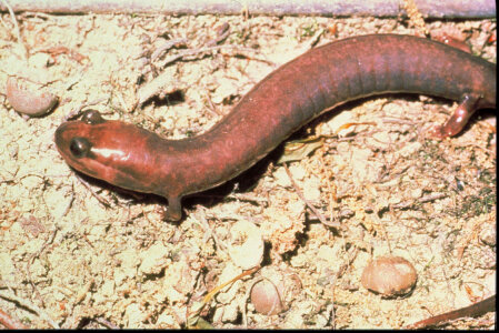 Red Hills Salamander photo