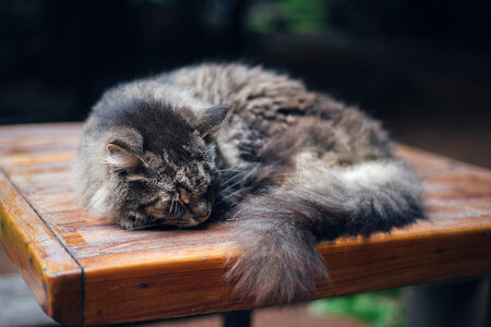 Sleeping Cat photo