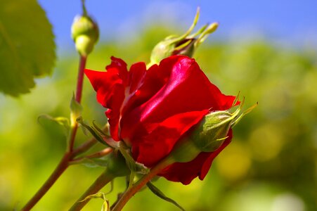 Blossom bloom red