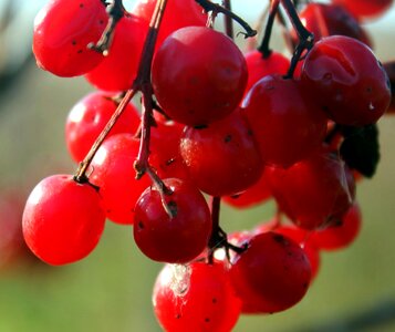 Berries fruit red