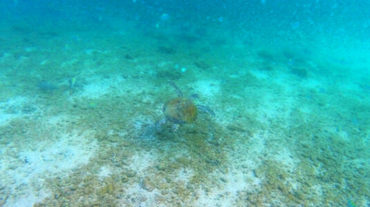 2 Snorkelling in fujairah snoopy island photo