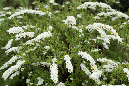 Fragrant flowers hawthorn