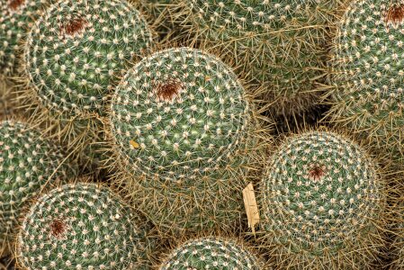 Botanical botany nature