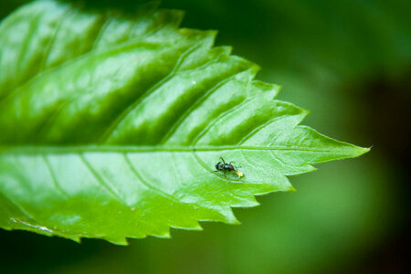Ant Leaf Food photo