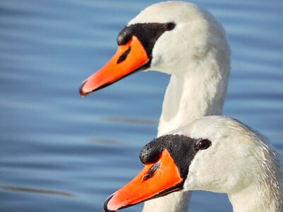 Bird swan swimming