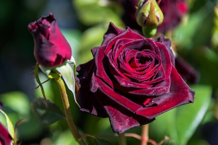 Nature petals rosa