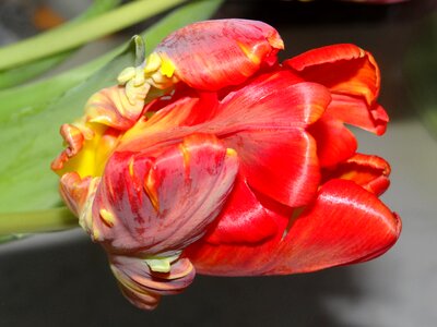 Bloom birthday joy