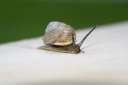 Shell slimy invertebrate