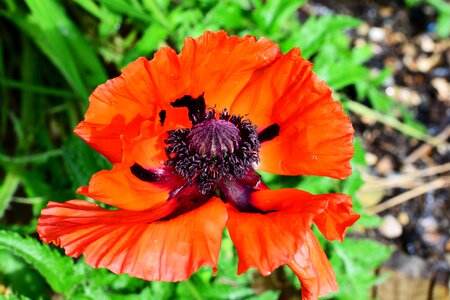 Papaver orientale flower perennial