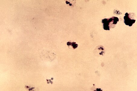 Genus member plasmodium