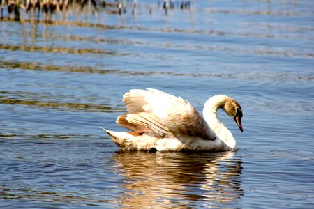 Animal bird swan photo