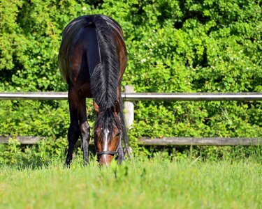 Animal cavalry fauna