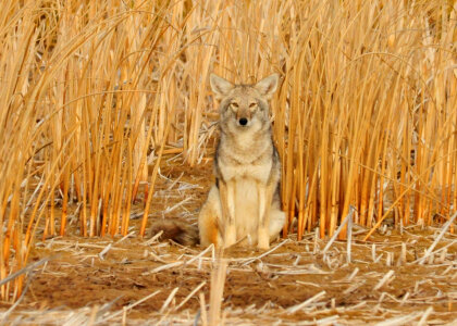 Coyote in the cattails photo