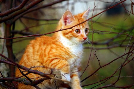 Animal cat claw