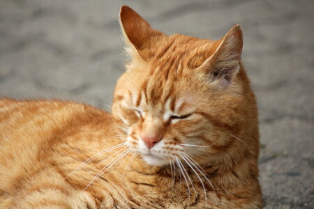 Portrait of orange cat photo