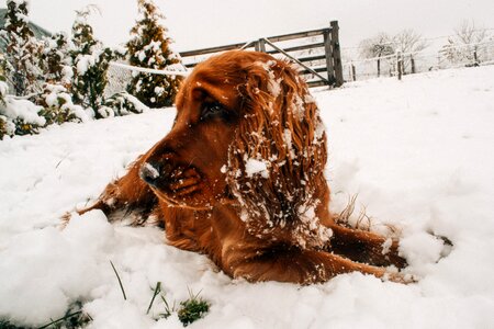 Dog Snow photo