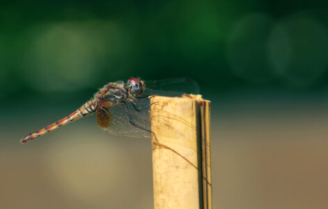 Dragonfly in the farm