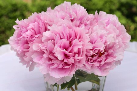 Elegant vase pinkish photo