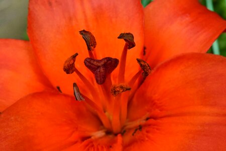 Beautiful Flowers beautiful photo lily