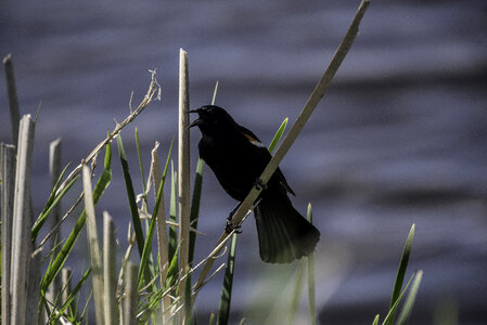 Red Winged Blackbird calling out photo