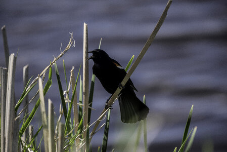 Red Winged Blackbird calling out