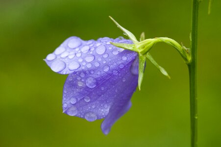 Flower purple blossom