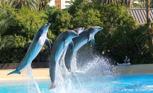 Water jump mammal photo