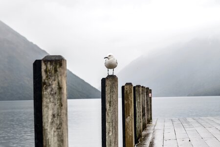Beach bird bridge