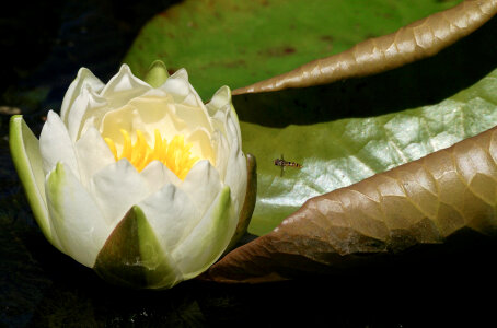 Bee with white water lilly photo