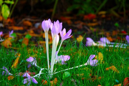Autumn blue purple