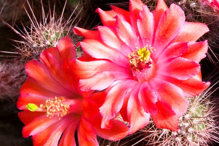 Red pink plant photo