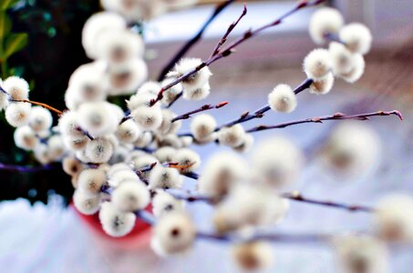 Buds cherry flowers