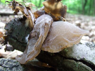 Forest nature judas's ear fungus