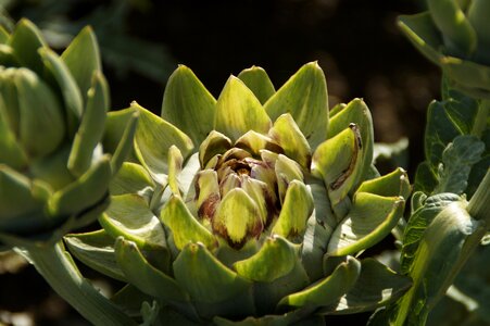 Plant artichoke plant cultivation photo