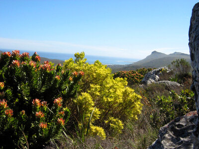 Peninsula Sandstone Fynbos growing in Table Mountain National Park in Cape Town, South Africa photo