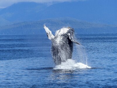 Humpback Whale Jumping photo
